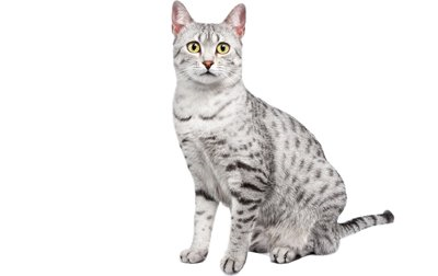 تصویر مائو مصری (Egyptian Mau)